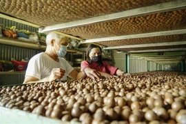 Quả macca mang lại hiệu quả kinh tế cao. (Ảnh: Xuân Tư/TTXVN)