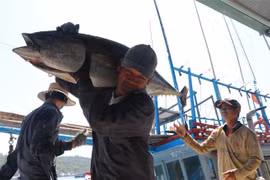 Lao động vận chuyển cá ngừ từ tàu cá lên Cảng cá Tiên Châu, xã An Ninh Tây, huyện Tuy An, Phú Yên. (Ảnh: Phạm Cường/TTXVN)