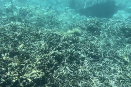 Một khu vực trong khu bảo tồn vịnh Nha Trang rạn san hô ở tình trạng chất lượng rất kém. (Ảnh: TTXVN phát)