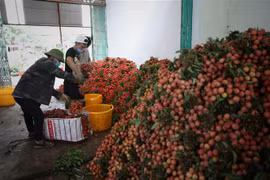 Thu mua vải thiều tại xã Phượng Sơn, huyện Lục Ngạn, Bắc Giang. (Ảnh: Danh Lam/TTXVN)