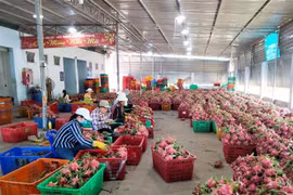 Thanh long Bình Thuận đã được cấp Bằng bảo hộ chỉ dẫn địa lý. (Ảnh: TTXVN phát)