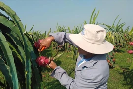 Chăm sóc Thanh long Bình Thuận. (Ảnh: TTXVN phát)