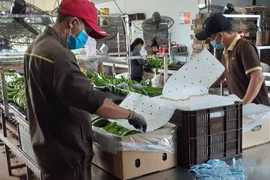Đóng gói chuối xuất khẩu tại Bà Rịa-Vũng Tàu. (Ảnh: Hoàng Nhị/TTXVN)