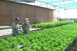 Mô hình trồng rau thủy canh ứng dụng công nghệ cao của Công ty Hương Đất An Phú, thành phố Pleiku, Gia Lai. (Ảnh: Hoài Nam/TTXVN)
