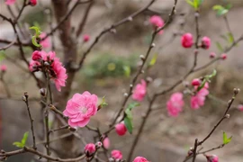 Hoa đào ngày Tết. (Ảnh: Hoàng Hiếu/TTXVN)