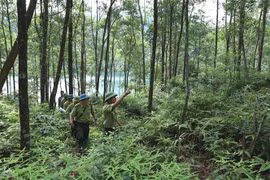 Lực lượng kiểm lâm (Chi cục Kiểm lâm tỉnh Bắc Giang) phối hợp với lực lượng chuyên trách Ban quản lý rừng phòng hộ Sơn Động tổ chức đi tuần tra bảo vệ rừng. (Ảnh: Vũ Sinh/TTXVN)