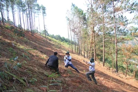 Tại tiểu khu 263B, liên tiếp có 2 vụ phá rừng khác đã được cơ quan chức năng phát hiện với hơn 80 cây thông 3 lá 20 năm tuổi bị cưa hạ, đốt gốc. (Ảnh: Đặng Tuấn/TTXVN)
