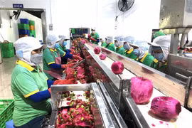 Chế biến thanh long xuất khẩu. (Ảnh: Nguyễn Văn Việt/TTXVN)