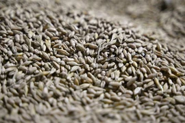 Hạt ngũ cốc sau khi được thu hoạch tại nông trại ở Odessa, Ukraine, ngày 22/5/2022. (Ảnh: AFP/TTXVN)