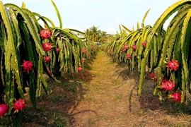 Thanh long Việt Nam là nông sản được nhiều quốc gia ưa chuộng. (Ảnh: Thu Hiền/TTXVN)