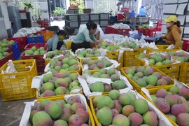 Xoài Úc được vựa xoài ở huyện Cam Lâm thu mua chỉ với giá 6.000 đồng/kg. (Ảnh: Phan Sáu/TTXVN)