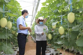 Mô hình trồng dưa lưới theo hướng nông nghiệp công nghệ cao Trung tâm Nghiên cứu và Chuyển giao công nghệ tăng trưởng xanh, xã Phước Tiến, huyện Bác Ái, Ninh Thuận. (Ảnh: TTXVN)