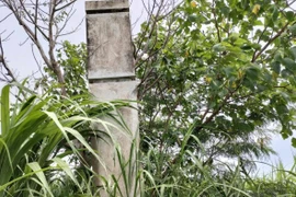 Di tích Trại An trí Trà Kê bị mía, cây cối bao phủ. (Nguồn: baogiaothong.vn)