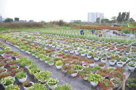 Một nhà vườn trồng hoa, cây kiểng tại phường Thới An, quận 12. (Ảnh: Xuân Anh/TTXVN)