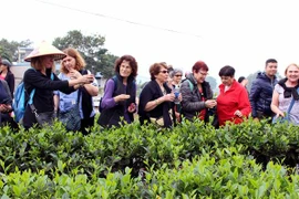 Các du khách nước ngoài tham quan vùng chè Tân Cương năm 2019. (Ảnh: Quân Trang/TTXVN)