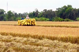 Nông dân An Giang thu hoạch lúa. (Ảnh: Thanh Sang/TTXVN)