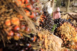 Thu hoạch dầu cọ tại Kutamakmur, Aceh, Indonesia. (Ảnh: AFP/TTXVN)