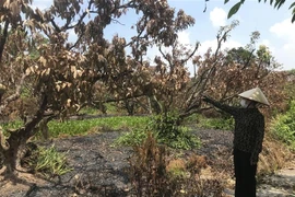 Bà Bùi Thị Tân đứng trước hàng cây vải cổ thụ bị cháy. (Ảnh: Tiến Vĩnh/TTXVN)