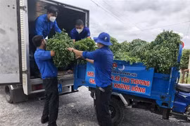 Thanh niên tình nguyện giúp dân mùa dịch. (Ảnh: Đức Hạnh/TTXVN)