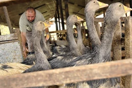 Trang trại nuôi ngỗng ở làng Ujkigyos, Hungary. (Ảnh: AFP/TTXVN)