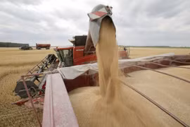 Thu hoạch lúa mỳ tại Ukraine. (Nguồn: FAO)