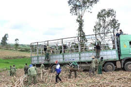 Xe thu mua mía tại huyện MĐrắk, tỉnh Đắk Lắk. (Ảnh: Tuấn Anh/TTXVN)