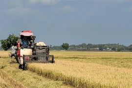 Thu hoạch lúa tại xã Phước Thuận, huyện Xuyên Mộc, Bà Rịa-Vũng Tàu. (Ảnh: Hoàng Nhị/TTXVN)