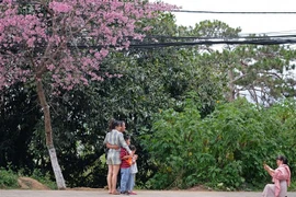 Du khách chụp hình với hoa mai anh đào đang bắt đầu nở rộ ở phố núi Đà Lạt. (Ảnh: Nguyễn Dũng/TTXVN)