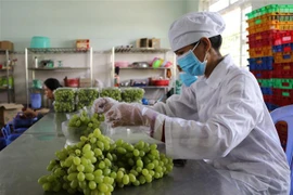 Sơ chế, đóng gói sản phẩm nho xanh tại Công ty TNHH Sản xuất và Thương mại nông sản Thái Thuận – Ninh Thuận để chuẩn bị đưa lên sàn giao dịch thương mại điện tử. (Ảnh: Nguyễn Thành/TTXVN)