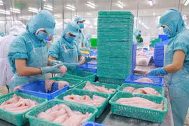 Chế biến cá tra xuất khẩu. (Ảnh: Vũ Sinh/TTXVN)