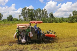 Nông dân thu hoạch lúa tại huyện Châu Thành A, Hậu Giang. (Ảnh: Duy Khương/TTXVN)