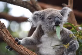  Gấu koala tại Port Macquarie, Australia. (Ảnh: AFP/TTXVN)