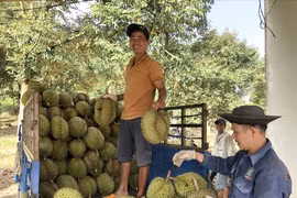 Nông dân xã Hà Lâm, Đạ Huoai phấn khởi bước vào vụ mùa thu hoạch sầu riêng. (Nguồn: laodong.vn)