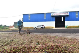 Sản xuất cà phê phục vụ xuất khẩu tại Đắk Nông. (Ảnh: TTXVN)