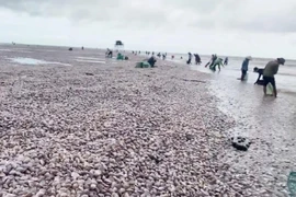 Người dân tranh thủ đi vớt "lộc trời". (Nguồn: cand.com.vn)