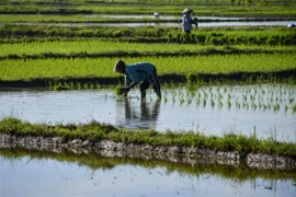 Nông dân làm việc trên cánh đồng lúa ở Japakeh, gần Banda Aceh, Indonesia. (Ảnh: AFP/TTXVN)