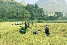 [Photo] Bộ đội Biên phòng Điện Biên giúp người dân thu hoạch lúa