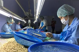 Công nhân chế biến hạt điều. Ảnh chỉ mang tính minh họa. (Nguồn: Thanh Vân/TTXVN)
