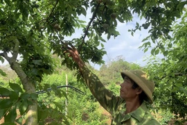 Người dân tại xã Phiêng Khoài, huyện Yên Châu, tỉnh Sơn La thu hoạch mận. (Ảnh: Hữu Quyết/TTXVN)