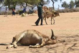 Động vật chết do hạn hán tại Ilbisil, Kajiado Central, Kenya, ngày 24/10/2022. (Ảnh: AFP/ TTXVN)