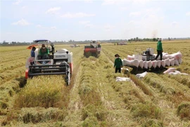 Nông dân Đồng Tháp thu hoạch lúa Thu Đông. (Ảnh: Chương Đài/TTXVN)