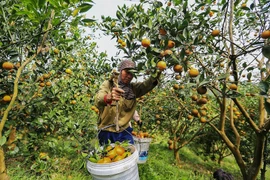 [Photo] Hòa Bình: Những vườn cam Cao Phong trĩu quả mùa thu hoạch