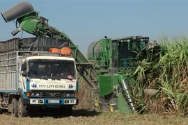Thu hoạch mía bằng máy tại xã Ninh Điền, huyện Châu Thành, tỉnh Tây Ninh. (Ảnh: Lê Đức Hoảnh/TTXVN)