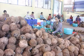 Phân loại dừa khô. (Ảnh minh họa: Công Trí/TTXVN)