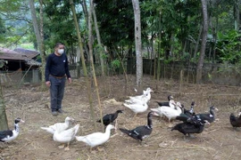 Nuôi vịt bản địa (vịt bầu) tại xã Thạch Lập, huyện Ngọc Lặc, Thanh Hóa. (Ảnh: Nguyễn Nam/TTXVN)