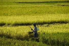 Nông dân làm việc trên cánh đồng ở Banda Aceh, Indonesia. (Ảnh: AFP/TTXVN)