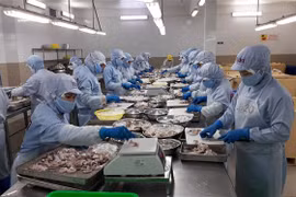 Chế biến tôm đông lạnh xuất khẩu tại Công ty cổ phần Thủy sản Thông Thuận Cam Ranh, tỉnh Khánh Hòa. (Ảnh: Phan Sáu/TTXVN)