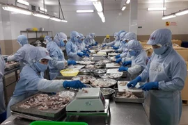 Chế biến tôm đông lạnh xuất khẩu tại Công ty cổ phần Thủy sản Thông Thuận Cam Ranh, tỉnh Khánh Hòa. (Ảnh: Phan Sáu/TTXVN)