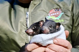 Những chú quỷ Tasmania. (Nguồn: Vườn bách thú Aussie Ark)