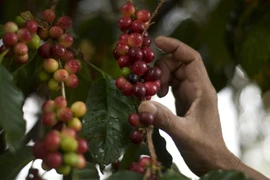 Venezuela thúc đẩy xuất khẩu càphê nhằm tạo ra các nguồn thu ngoại hối để phục vụ hoạt động sản xuất trong nước. (Ảnh: AFP/TTXVN)